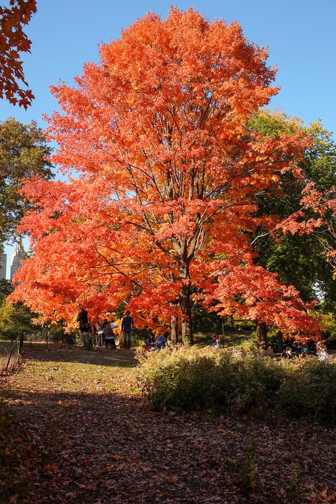 IndianSummerInTheCity-2