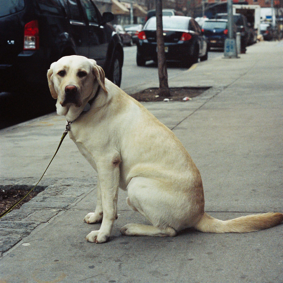 nyc2014-03-8