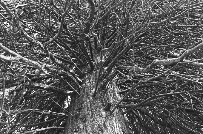 Mainz2015bw-12